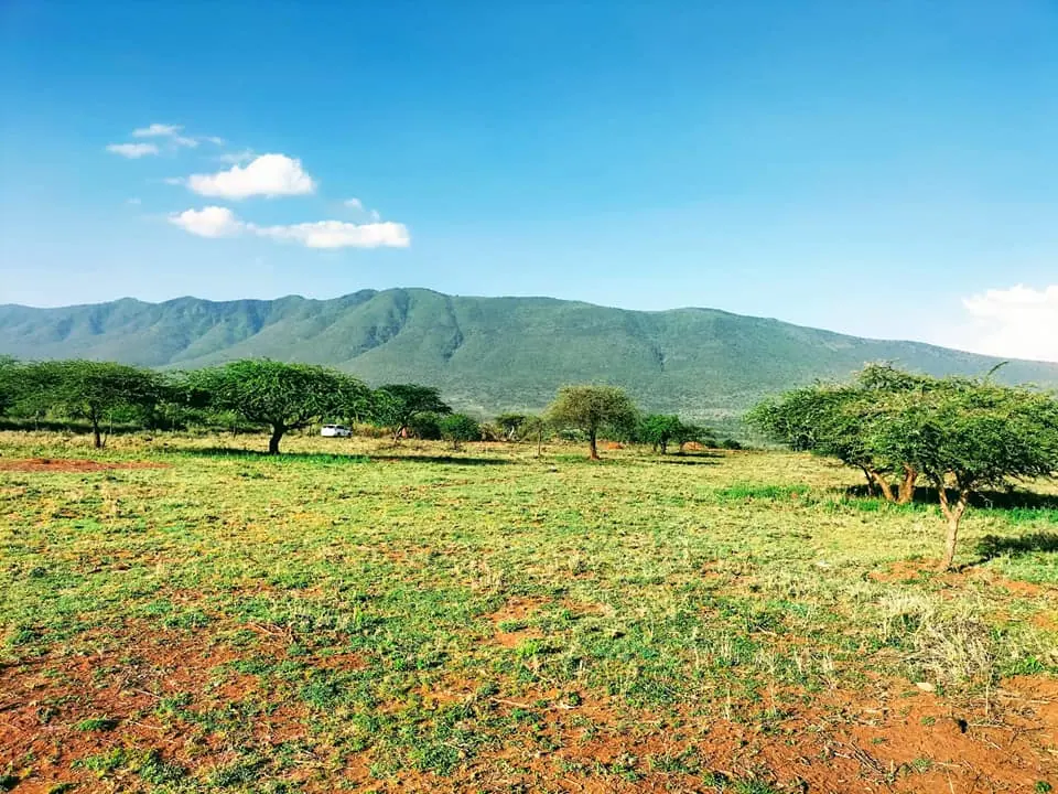 Green, gently rolling Kenyan land dotted with acacia trees, with hills rising in the distance