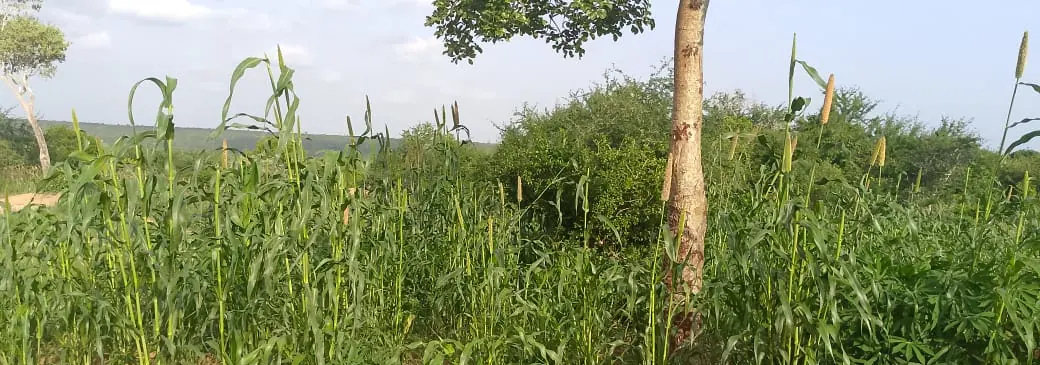 A green field of sorghum and millet growing on coastal farmland in the Malindi hinterland