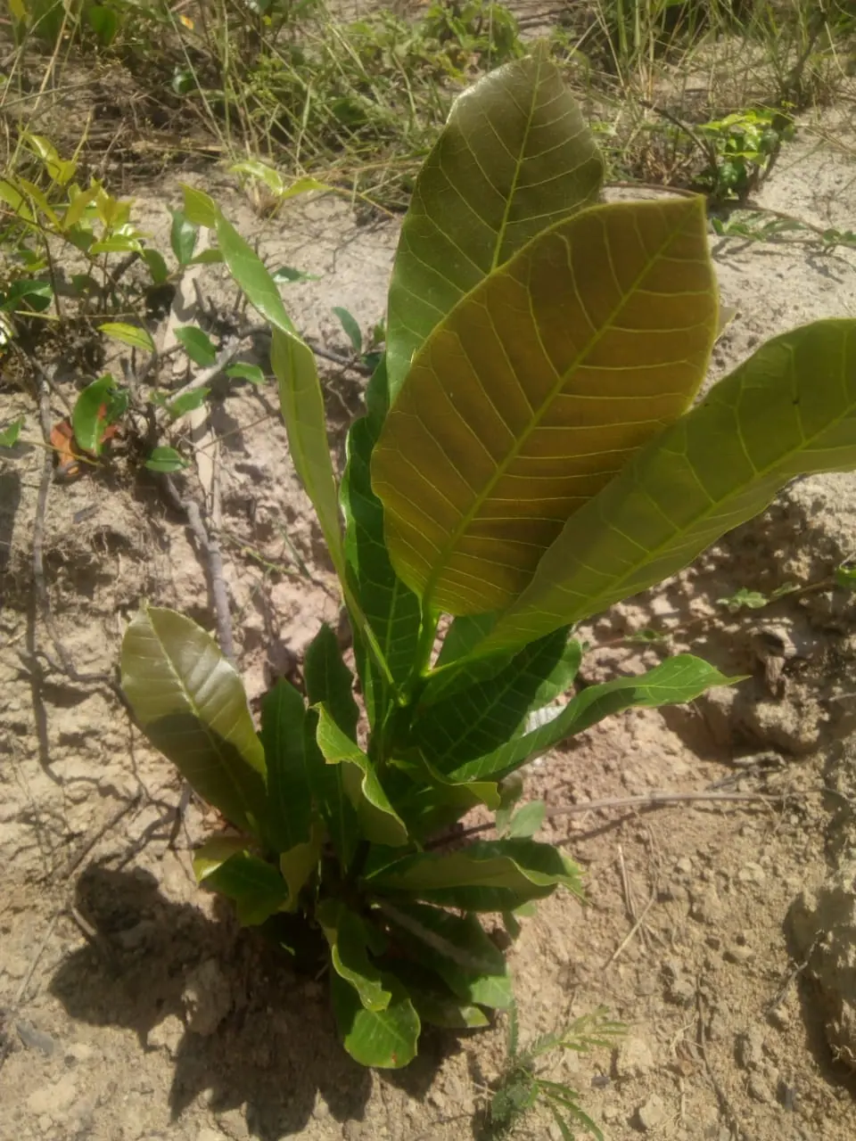 A young fruit tree seedling establishing in the sandy coastal soil of a Leinesta parcel