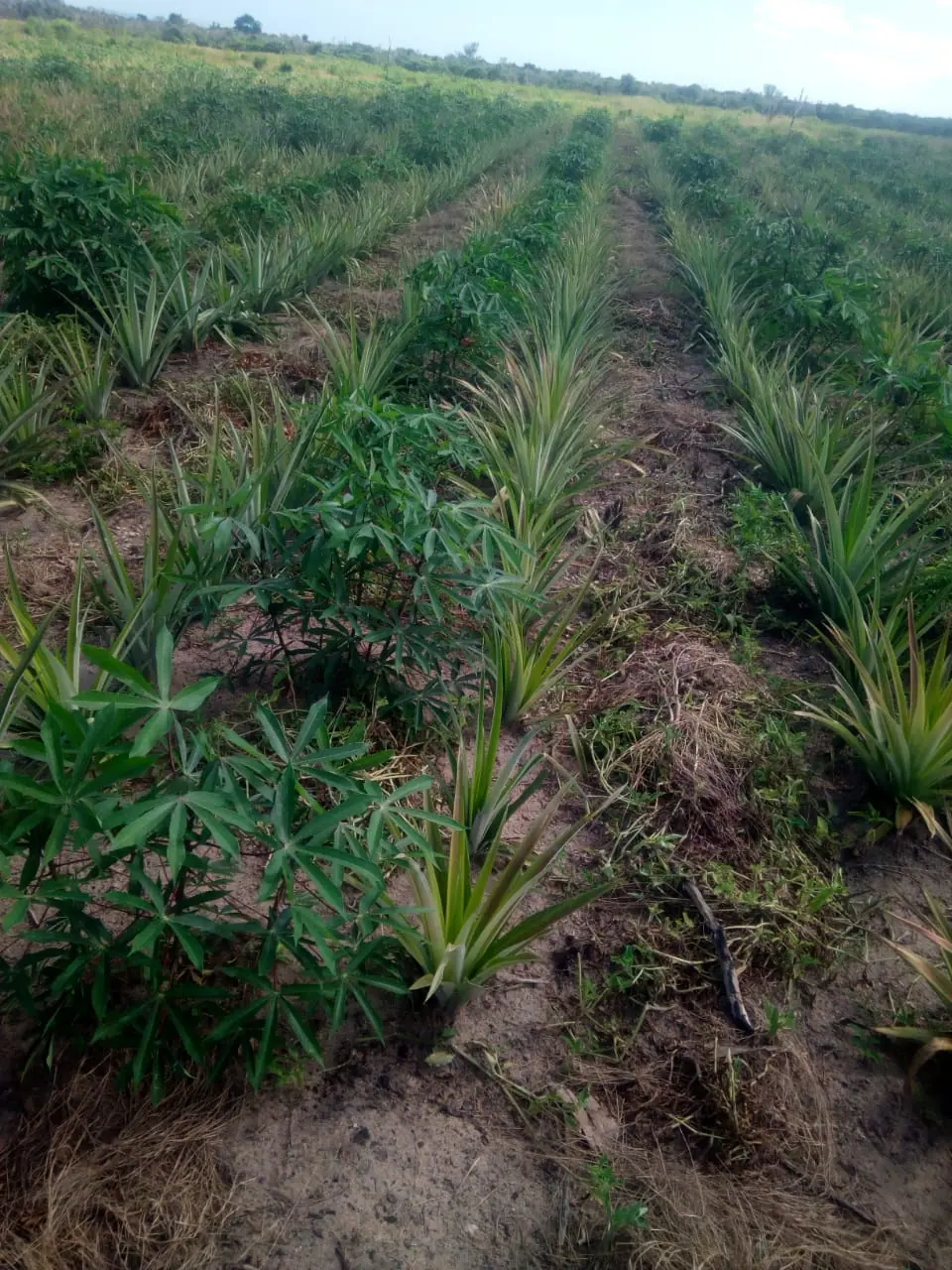 Rows of young pineapple plants intercropped with cassava on farmland at Dakatcha, Malindi