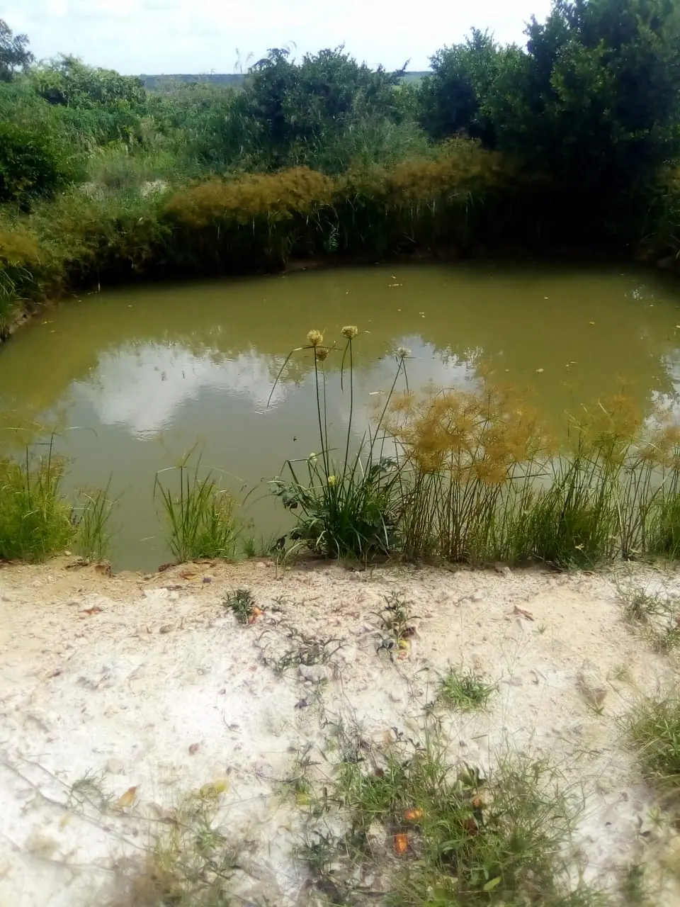 A natural water pond fringed with vegetation on the Magharini land near Marafa, Malindi
