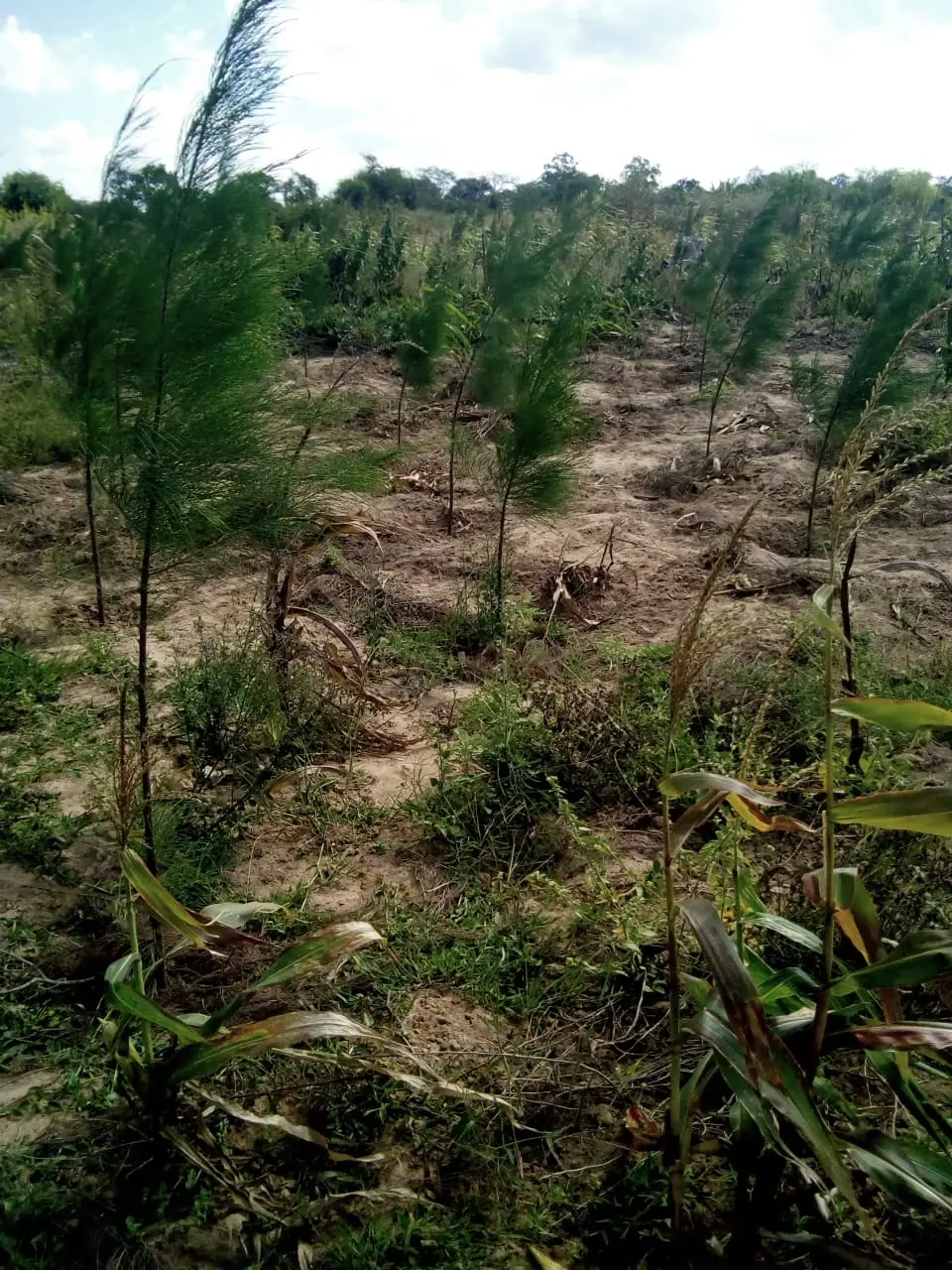 Young casuarina saplings planted across cleared ground at Sosoni Breeze, near Baricho Bridge, Malindi