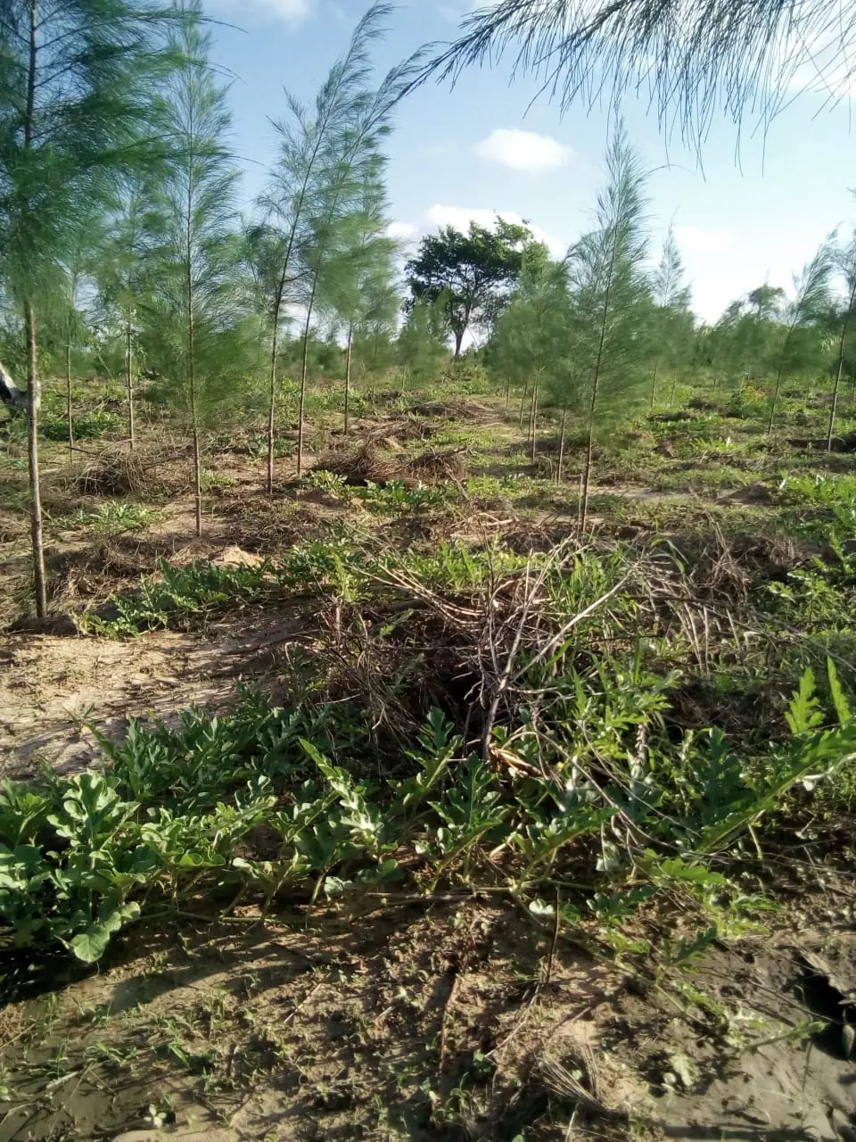 Open, scenic acreage planted with young casuarina trees under a clear sky at Mizaheni Phase 2, Malindi